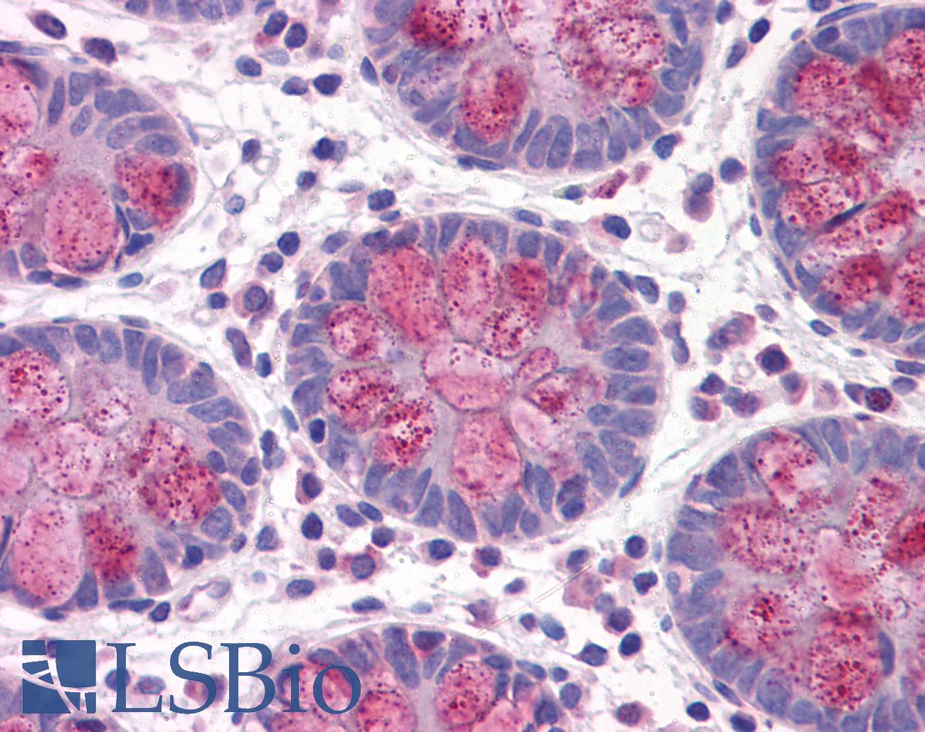 DARS Antibody - Anti-DARS antibody IHC of human colon. Immunohistochemistry of formalin-fixed, paraffin-embedded tissue after heat-induced antigen retrieval. Antibody concentration 5 ug/ml.