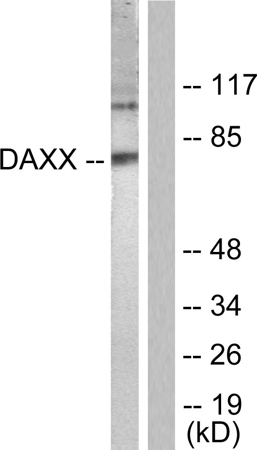 DAXX Antibody - Western blot analysis of lysates from COS7 cells, treated with Serum 10% 30', using Daxx Antibody. The lane on the right is blocked with the synthesized peptide.