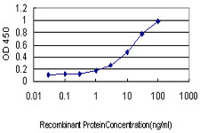 DAZ1 / DAZ Antibody - Detection limit for recombinant GST tagged DAZ1 is approximately 0.3 ng/ml as a capture antibody.