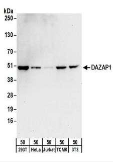 DAZAP1 Antibody - Detection of Human and Mouse DAZAP1 by Western Blot. Samples: Whole cell lysate (50 ug) from 293T, HeLa, Jurkat, mouse TCMK-1, and mouse NIH3T3 cells. Antibodies: Affinity purified rabbit anti-DAZAP1 antibody used for WB at 0.4 ug/ml. Detection: Chemiluminescence with an exposure time of 10 seconds.