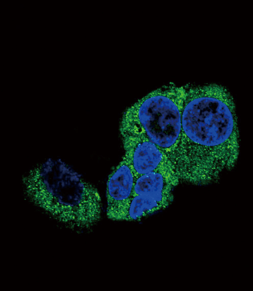 DBH/Dopamine Beta Hydroxylase Antibody - Confocal immunofluorescence of DBH Antibody (N-term P42) with HepG2 cell followed by Alexa Fluor 488-conjugated goat anti-rabbit lgG (green). DAPI was used to stain the cell nuclear (blue).