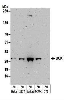 DCK / Deoxycytidine kinase Antibody - Detection of Human and Mouse DCK by Western Blot. Samples: Whole cell lysate (50 ug) from HeLa, 293T, Jurkat, mouse TCMK-1, and mouse NIH3T3 cells. Antibodies: Affinity purified rabbit anti-DCK antibody used for WB at 0.1 ug/ml. Detection: Chemiluminescence with an exposure time of 3 minutes.