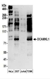 DCLK / DCLK1 Antibody - Detection of Human and Mouse DCAMKL1 by Western Blot. Samples: Whole cell lysate (50 ug) prepared using NETN buffer from HeLa, 293T, Jurkat, and mouse TCMK-1 cells. Antibodies: Affinity purified rabbit anti-DCAMKL1 antibody used for WB at 1 ug/ml. Detection: Chemiluminescence with an exposure time of 3 minutes.
