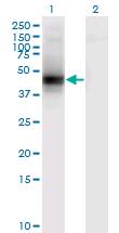 DCN / Decorin Antibody - Western blot of DCN expression in transfected 293T cell line. Lane 1: DCN transfected lysate (Predicted MW: 39.7 KDa). Lane 2: Non-transfected lysate.