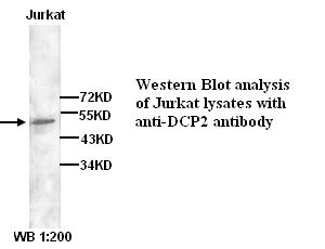 DCP2 Antibody