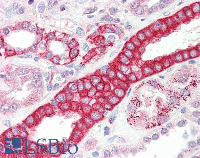 DCUN1D1 / SCCRO Antibody - Anti-DCUN1D1 / SCCRO antibody IHC staining of human kidney. Immunohistochemistry of formalin-fixed, paraffin-embedded tissue after heat-induced antigen retrieval. Antibody concentration 5 ug/ml.