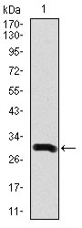 DCX / Doublecortin Antibody - Western blot using DCX monoclonal antibody against human DCX recombinant protein. (Expected MW is 34.1 kDa)