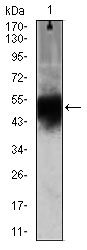 DCX / Doublecortin Antibody - Western blot using DCX mouse monoclonal antibody against Mouse heart (1) lysate.