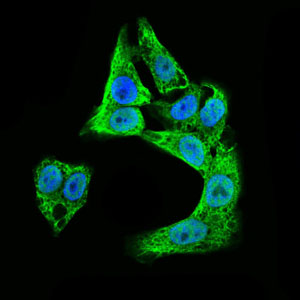 DCX / Doublecortin Antibody - Immunofluorescence of HepG2 cells using DCX mouse monoclonal antibody (green). Blue: DRAQ5 fluorescent DNA dye.