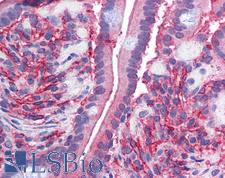 DCYTB / CYBRD1 Antibody - Anti-CYBRD1 / DCYTB antibody IHC of human small intestine. Immunohistochemistry of formalin-fixed, paraffin-embedded tissue after heat-induced antigen retrieval. Antibody concentration 2.5 ug/ml.