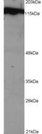 DDB1 Antibody - Anti-DDB1 Antibody(1 µg/ml) staining of NSO lysate (1E5 cells per lane). Detected using chemiluminescence.