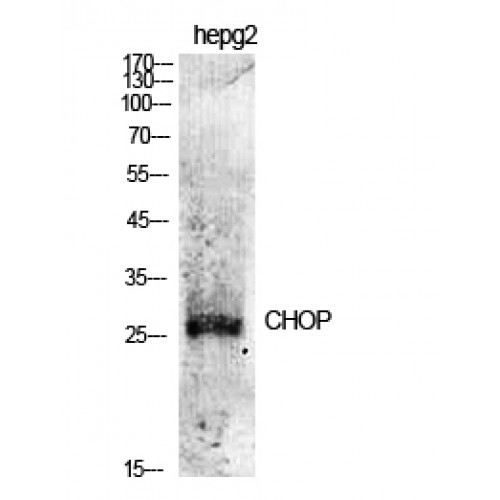 DDIT3 / CHOP Antibody - Western blot of CHOP antibody