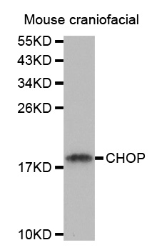 DDIT3 / CHOP Antibody - Western blot analysis of extracts from mouse craniofacial tissue, using DDIT3 antibody.