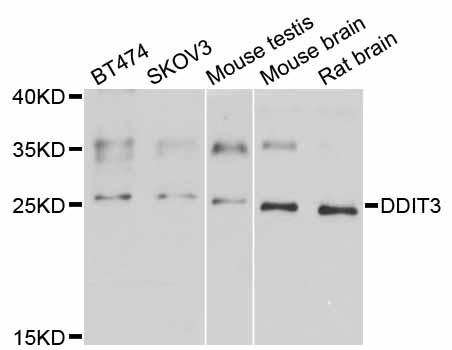 DDIT3 / CHOP Antibody - Western blot analysis of extracts of various cell lines.