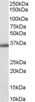 DDX / AKR1C3 Antibody - DDX / AKR1C3 antibody (0.03µg/ml) staining of Human Breast lysate (35µg protein in RIPA buffer). Detected by chemiluminescence.