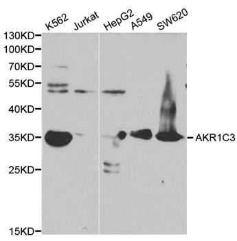 DDX / AKR1C3 Antibody - Western blot analysis of extracts of various cell lines, using AKR1C3 antibody at 1:1000 dilution. The secondary antibody used was an HRP Goat Anti-Rabbit IgG (H+L) at 1:10000 dilution. Lysates were loaded 25ug per lane and 3% nonfat dry milk in TBST was used for blocking.