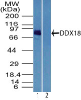 DDX18 Antibody - Western blot ofDDX18 inT98G cell lysate in the 1) absence and2) presence of immunizing peptide using DDX18 Antibody at3 ug/ml. Goat anti-rabbit Ig HRP secondary antibody, and PicoTect ECL substrate solution were used for this test.