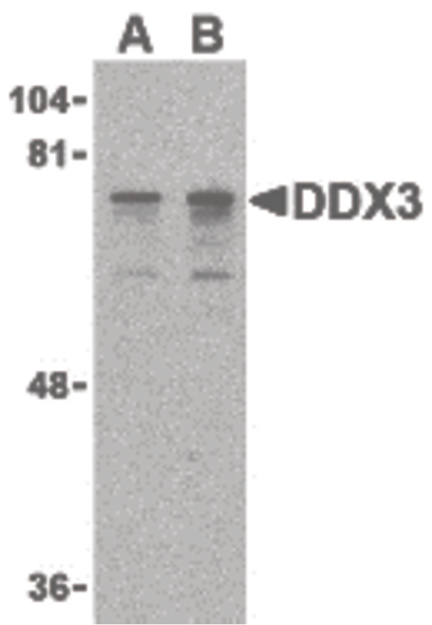 DDX3 / DDX3X Antibody - Western blot of DDX3 in HepG2 cell lysate with DDX3 antibody at (A) 0.5 and (B) 1 ug/ml.