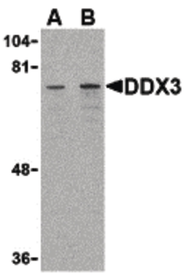 DDX3 / DDX3X Antibody - Western blot of DDX3 in HepG2 cell lysate with DDX3 antibody at (A) 1 and (B) 2 ug/ml.