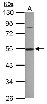 DDX39 Antibody - Sample (30 ug of whole cell lysate) A: A549 10% SDS PAGE DDX39A / DDX39 antibody diluted at 1:1000