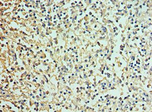 DEFA1 / Defensin Alpha 1 Antibody - Immunohistochemistry of paraffin-embedded human spleen using antibody at 1:100 dilution.