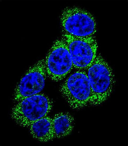 Delta3 / DLL3 Antibody - Confocal immunofluorescence of DLL3 Antibody with 293 cell followed by Alexa Fluor 488-conjugated goat anti-rabbit lgG (green). DAPI was used to stain the cell nuclear (blue).