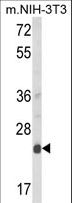 DERL1 / Derlin 1 Antibody - Western blot of DERL1 Antibody in mouse NIH-3T3 cell line lysates (35 ug/lane). DERL1 (arrow) was detected using the purified antibody.