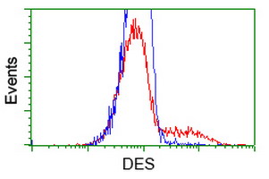 DES / Desmin Antibody - HEK293T cells transfected with either DES overexpressing plasmid (Red) or empty vector control plasmid (Blue) were immunostained by Anti-DES antibody and then analyzed by flow cytometry.