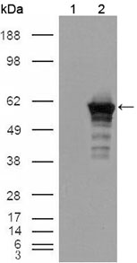 DES / Desmin Antibody - Western blot using Desmin mouse monoclonal antibody against HEK293T cells transfected with the pCMV6-ENTRY control (1) and pCMV6-ENTRY Desmin cDNA (2).