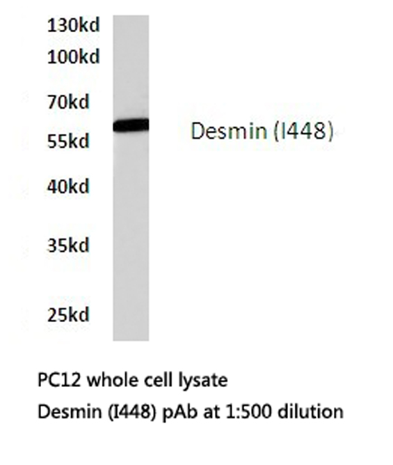 DES / Desmin Antibody - Western blot of Desmin (I448) pAb in extracts from PC12 cells.