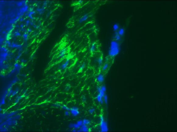 DES / Desmin Antibody - Immunofluorescence staining of a 9 days old zebrafish embryo