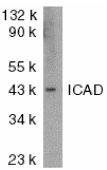 DFFA / ICAD / DFF45 Antibody - Western blot of ICAD in murine lung tissue lysate with ICAD antibody at 1 ug/ml.