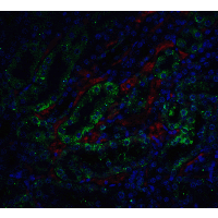 DFFA / ICAD / DFF45 Antibody - Immunofluorescence of ICAD in mouse kidney tissue with ICAD antibody at 5 µg/ml. Green: ICAD antibody  Red: Phylloidin staining Blue: DAPI staining