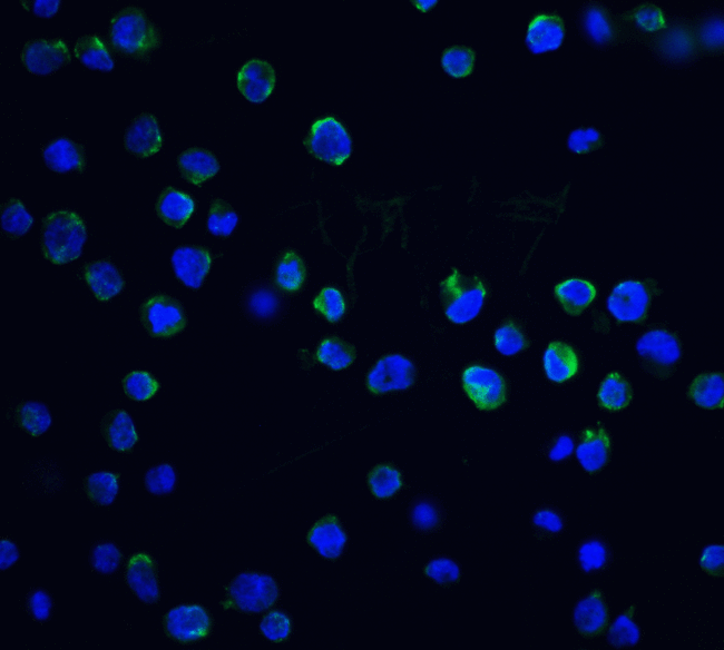 DFFB Antibody - Immunofluorescence of DFF40 in K562 cells with DFF40 antibody at 20 ug/ml.