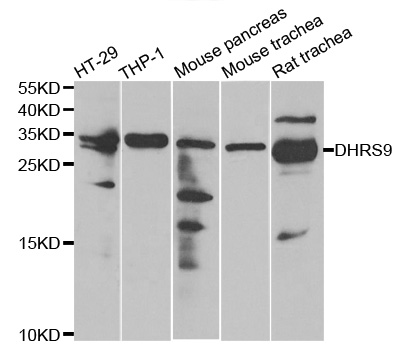 DHRS9 Antibody - Western blot analysis of extracts of various cell lines.