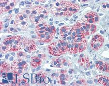 DIABLO / SMAC Antibody - Anti-DIABLO / SMAC antibody IHC of human adrenal. Immunohistochemistry of formalin-fixed, paraffin-embedded tissue after heat-induced antigen retrieval. Antibody concentration 10 ug/ml.