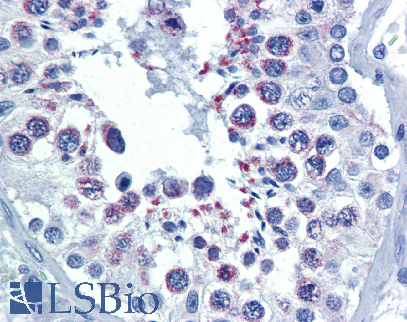 DIABLO / SMAC Antibody - Anti-DIABLO / SMAC antibody IHC of human testis. Immunohistochemistry of formalin-fixed, paraffin-embedded tissue after heat-induced antigen retrieval. Antibody concentration 10 ug/ml.