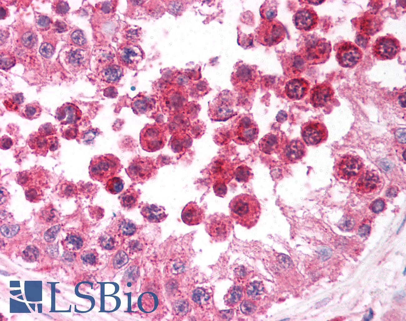 DIABLO / SMAC Antibody - Anti-DIABLO / SMAC antibody IHC of human testis. Immunohistochemistry of formalin-fixed, paraffin-embedded tissue after heat-induced antigen retrieval. Antibody concentration 5 ug/ml.
