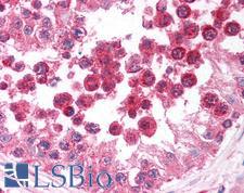 DIABLO / SMAC Antibody - Anti-DIABLO / SMAC antibody IHC of human testis. Immunohistochemistry of formalin-fixed, paraffin-embedded tissue after heat-induced antigen retrieval. Antibody concentration 5 ug/ml.