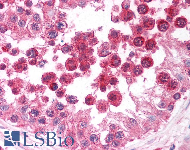 DIABLO / SMAC Antibody - Anti-DIABLO / SMAC antibody IHC of human testis. Immunohistochemistry of formalin-fixed, paraffin-embedded tissue after heat-induced antigen retrieval. Antibody concentration 5 ug/ml.