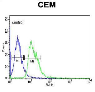 DIAPH2 Antibody - DIAPH2 Antibody flow cytometry of CEM cells (right histogram) compared to a negative control cell (left histogram). FITC-conjugated goat-anti-rabbit secondary antibodies were used for the analysis.