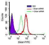 DICER1 / Dicer Antibody - Flow Cytometry using anti-DICER antibody with HeLa cells transformed with Dicer or control siRNA.