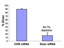 DICER1 / Dicer Antibody - ELISA assay of HeLa cell lysate transiently transfected with Dicer or control siRNA and analyzed for Dicer expression using DICER1 / Dicer Antibody followed by an anti rabbit IgG-HRP antibody.