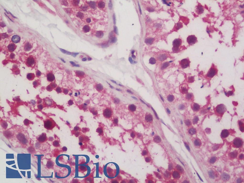 Dipeptidylpeptidase 8 / DPP8 Antibody - Anti-Dipeptidylpeptidase 8 / DPP8 antibody IHC staining of human testis. Immunohistochemistry of formalin-fixed, paraffin-embedded tissue after heat-induced antigen retrieval. Antibody concentration 5 ug/ml.