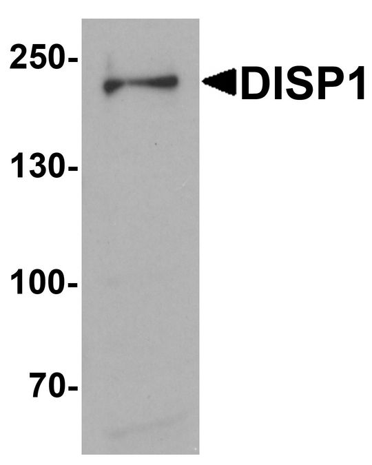 DISPA / DISP1 Antibody - Western blot analysis of DISP1 in 3T3 cell lysate with DISP1 antibody at 1 ug/ml.