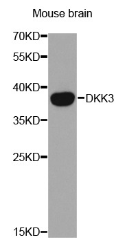DKK3 Antibody - Western blot analysis of extracts of mouse brain lines, using DKK3 antibody.