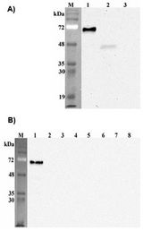 DLK1 / Pref-1 Antibody - Western blot analysis of human Pref-1using anti-DLK1 (human), mAb (PF13-3) at 1: 2,000 dilution. A. . 1. Human Pref-1 Fc protein. 2. Transfected human Pref-1 full length cell lysate (HEK 293). 3. Mock Transfected HEK293 cell lysate. B. . 1. Human Pref-1 Fc protein. 2. Mouse Pref-1 Fc protein. 3. Human DNER Fc protein. 4. Human DLL1 Fc protein. 5. Human DLL3 Fc protein. 6. Human DLL4 Fc protein. 7. Human Jagged1 Fc protein. 8. Human FGF23 Fc protein.