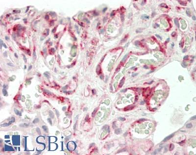 DLK1 / Pref-1 Antibody - Human Placenta: Formalin-Fixed, Paraffin-Embedded (FFPE)