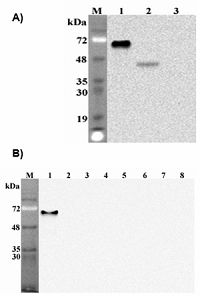 DLK1 / Pref-1 Antibody - Western blot analysis of human Pref-1using anti-DLK1 (human), mAb (PF299-1) at 1: 2,000 dilution. A. . 1. Human Pref-1 Fc protein. 2. Transfected human Pref-1 full length cell lysate (HEK 293). 3. Mock Transfected HEK293 cell lysate. B. . 1. Human Pref-1 Fc protein. 2. Mouse Pref-1 Fc protein. 3. Human DNER Fc protein. 4. Human DLL1 Fc protein. 5. Human DLL3 Fc protein. 6. Human DLL4 Fc protein. 7. Human Jagged1 Fc protein. 8. Human FGF23 Fc protein.