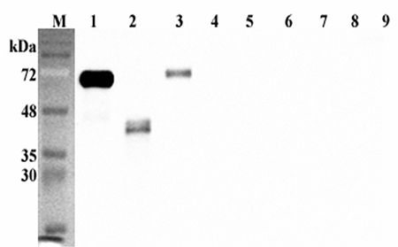 DLK1 / Pref-1 Antibody - Western blot analysis using anti-DLK1 (human), pAb at 1:5000 dilution. 1: Human DLK1 Fc-protein. 2: Human DLK1 (ED) (FLAG-tagged). 3: Mouse DLK1 Fc-protein. 4: Human DLL1 Fc-protein. 5: Human DLL3 Fc-protein. 6: Human DLK4 Fc-protein. 7: Human Jagged-1 Fc-protein. 8: Human DNER Fc-protein. 9: Human ACE2 Fc-protein.
